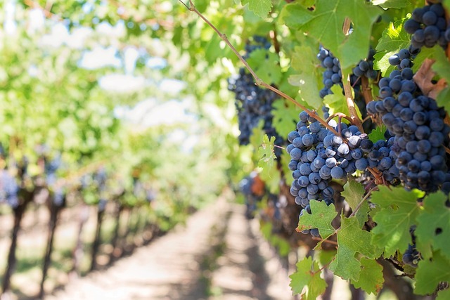 Le droit de la propriété viticole : comment investir dans le vin en toute légalité