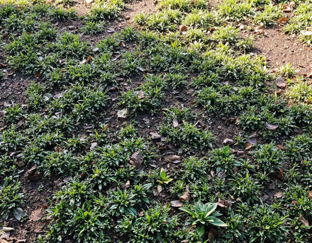 Le factoring comme outil stratégique de protection des créanciers dans un environnement économique incertain